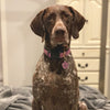 Up Country Lavender Lattice Dog Collar