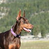 Up Country Lavender Lattice Extra Wide Dog Collar 1.5"