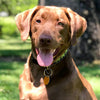 Up Country Leader of the Pach Dog Collar