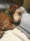 Up Country Leader of the Pach Small Breed Dog Collar