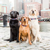 Up Country Lobster and Buoy Dog Collar