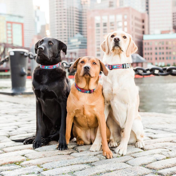 Up Country Lobster and Buoy Dog Collar