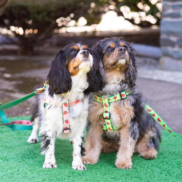 Up Country One in a Melon Dog Harness
