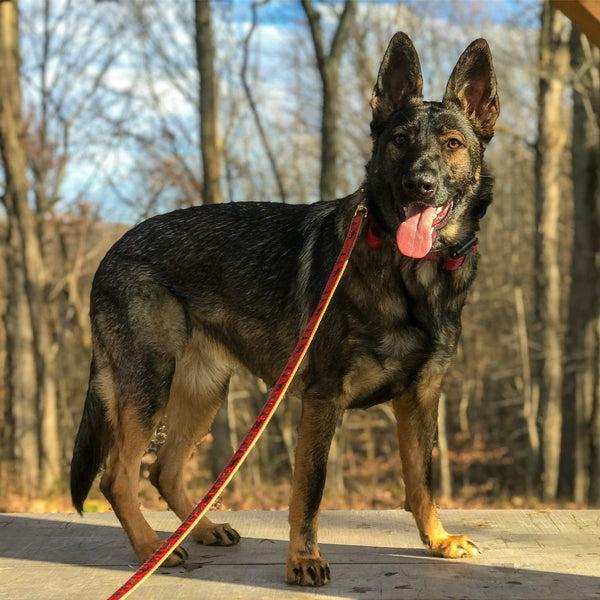 Up Country Moose Dog Lead