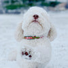 Up Country Naughty and Nice Dog Collar