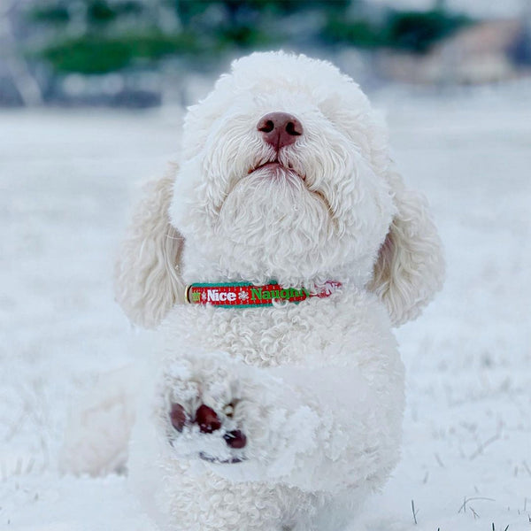 Up Country Naughty and Nice Dog Collar