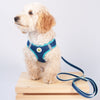 Up Country Navy and Aqua Small Dog Vest Harness