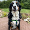 Up Country Navy Shamrock Dog Harness