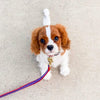 Up Country New Stars Small Breed Dog Collar