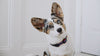 Up Country New Stars Dog Collar