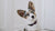 Up Country New Stars Dog Collar