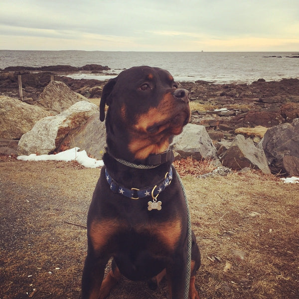Up Country North Star Dog Collar