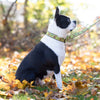 Up Country Nuts Dog Collar