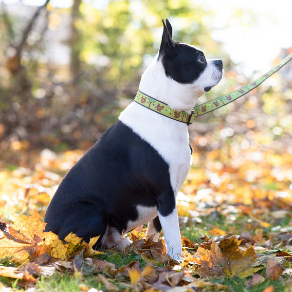 Up Country Nuts Dog Collar