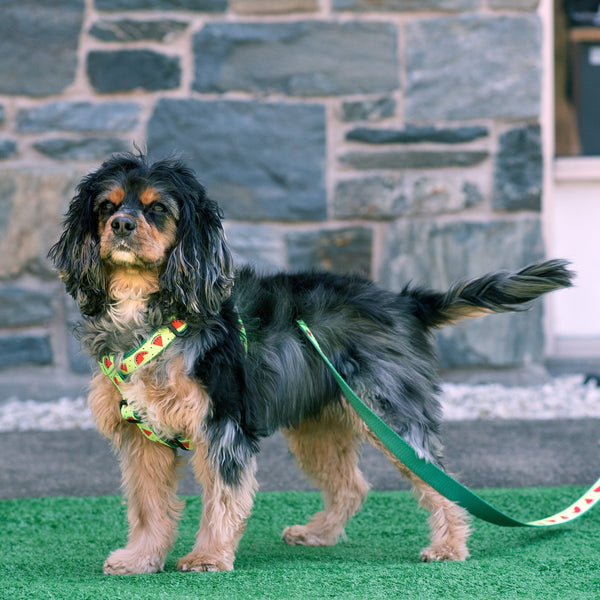 Up Country One in a Melon Dog Harness