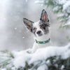 Up Country Pinecones Dog Collar