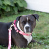 Up Country Pink Camo Martingale Dog Collar