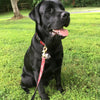 Up Country Red Bandana Dog Lead
