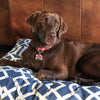 Up Country Red Bandana Dog Collar
