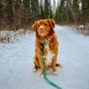Rocky Mountain Dog Canadian Rockies Dog Collars