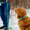 Rocky Mountain Dog Canadian Rockies Dog Collars