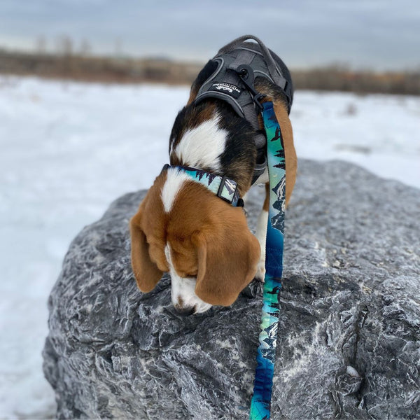 Rocky Mountain Dog Canmore Alpine Dog Collar