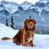 Rocky Mountain Dog Biothane Leashes