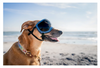 Rocky Mountain Dog V2 Large Dog Goggles