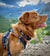 Rocky Mountain Dog The Grizzly Alpine Dog Collar
