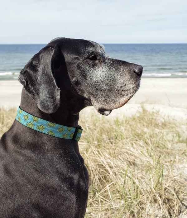 Up Country Sea Turtle Dog Collar
