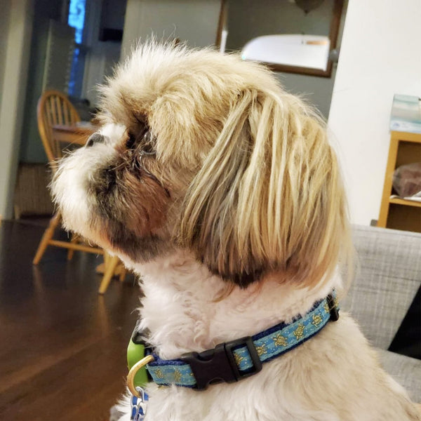 Up Country Sea Turtle Small Breed Dog Collar