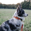 Up Country Sedona Dog Lead