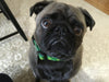 Up Country Shamrock Dog Collar