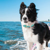 Up Country Shark Dog Collar