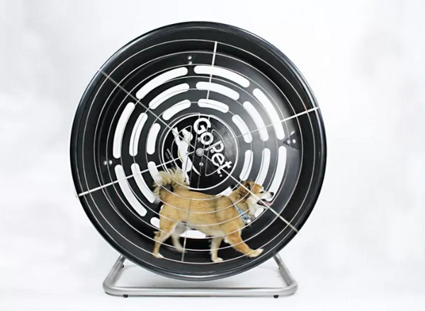 GoPet Toy-Small Breed TreadWheel