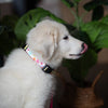 Up Country Spring Fever Dog Collar