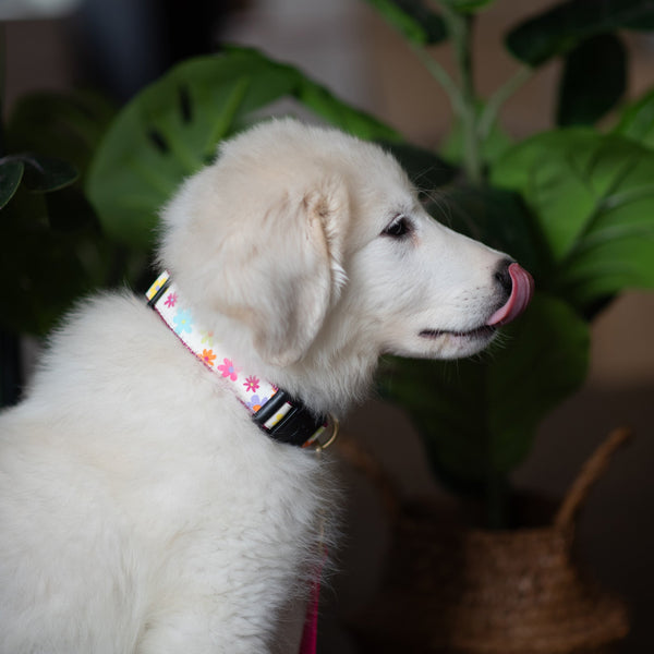 Up Country Spring Fever Dog Collar