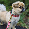 Up Country Strawberry Fields Dog Lead
