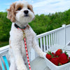 Up Country Strawberry Fields Dog Lead