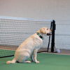 Up Country Tennis Balls Printed Dog Collar