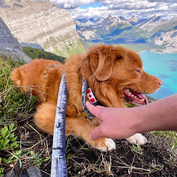 Rocky Mountain Dog The Wild Tactical Dog Collar