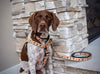 Up Country Turkey Trot Small Breed Dog Harness