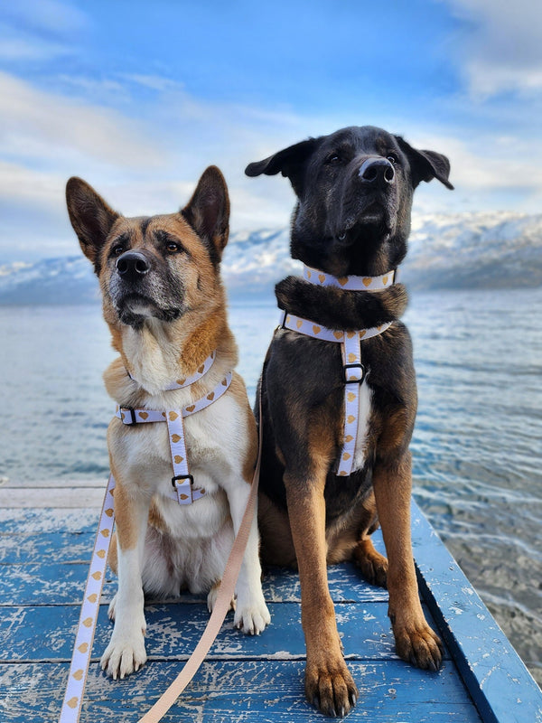 Up Country White Heart of Gold Dog Lead