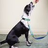 Up Country Whale Dog Lead