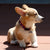 Up Country Union Jack Dog Collar