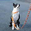 Up Country You're My Boo Printed Dog Lead