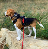 Rocky Mountain Dog The Mountain Lakes Dog Rope Leash