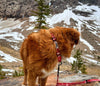 Rocky Mountain Dog Canadian Rockies Martingale Clip Collar