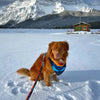 Rocky Mountain Dog Banff All Mountain Dog Leash