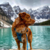 Rocky Mountain Dog The Mountain Lakes Dog Rope Leash